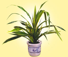 معرفی گیاه - پاندانوسscrew pine